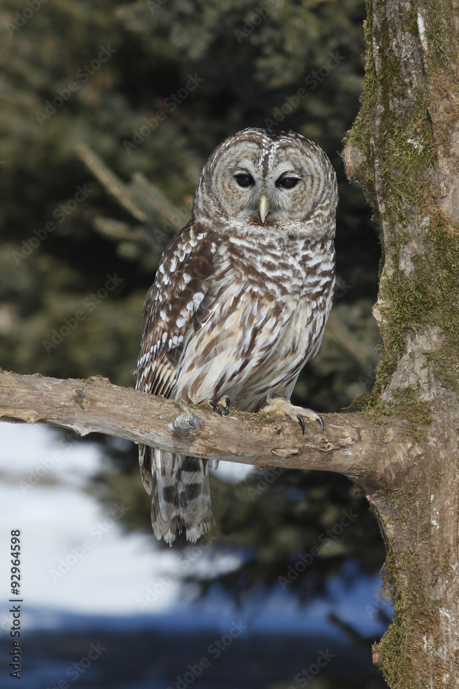 Barred Owl sitting in tree Barred Owl sitting in tree