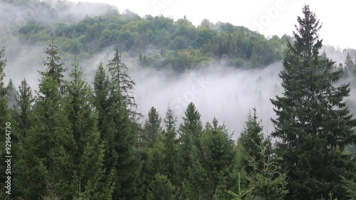 Mist in coniferous forest photo