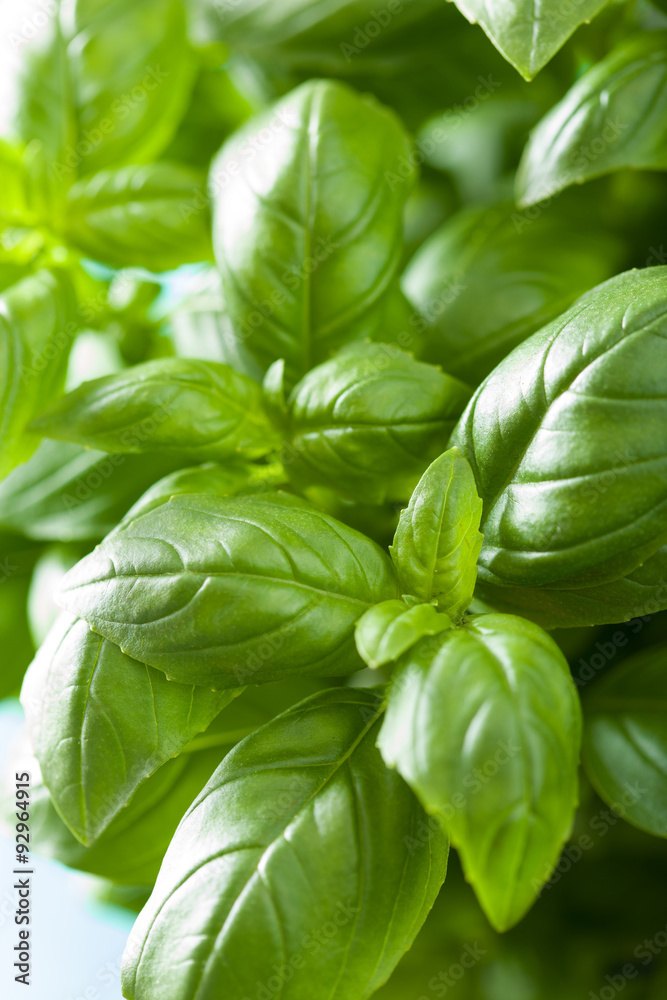 fresh basil leaves herb background fresh basil leaves herb background
