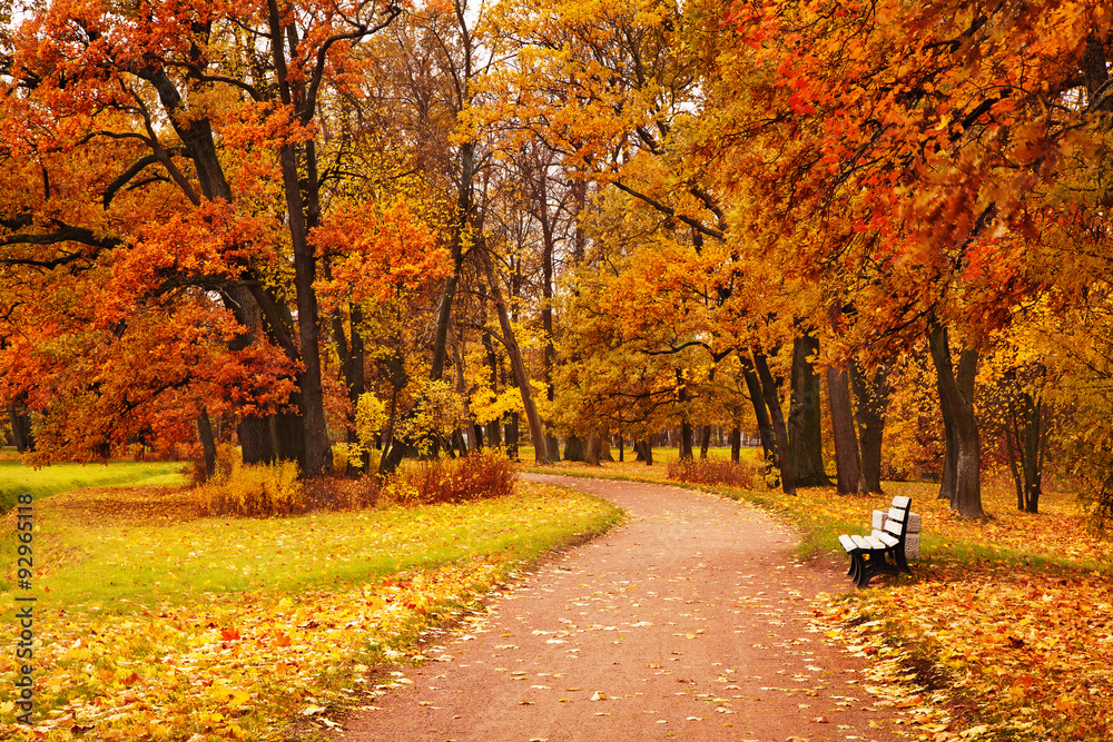 colorful autumn trees in park - obrazy, fototapety, plakaty 