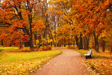 colorful autumn trees in park
