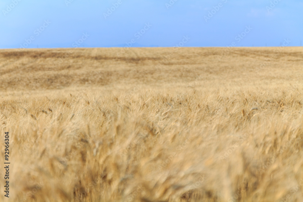 Yellow wheat field