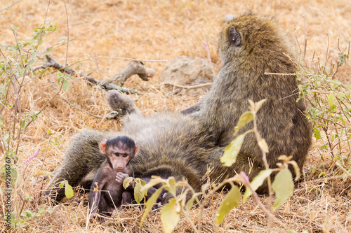 Schilderij op canvas Baboon family