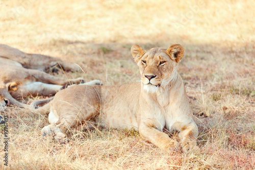 Lioness in Masai Mara