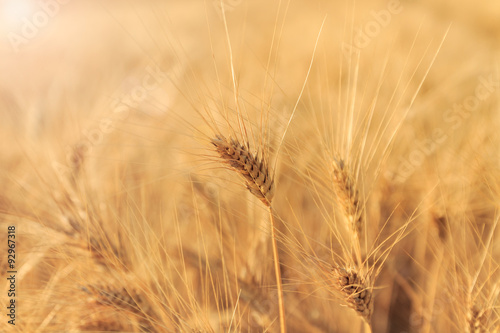 Yellow wheat field