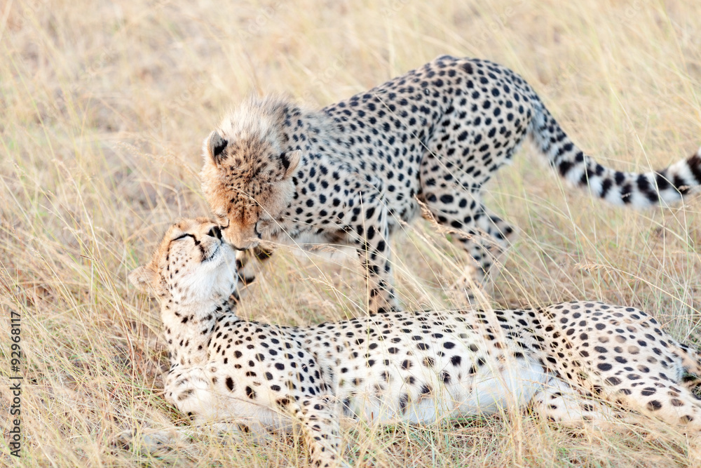 Naklejka premium Cheetahs in Masai Mara