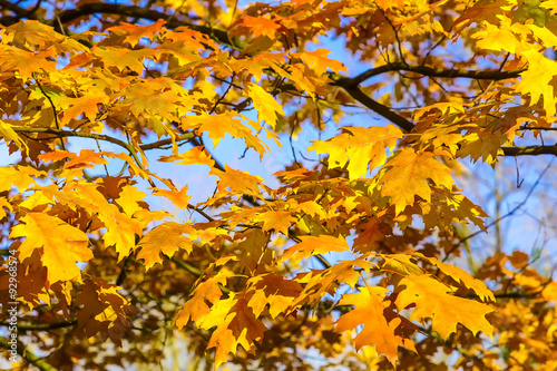 Oak Yellow Leaves in Autumn