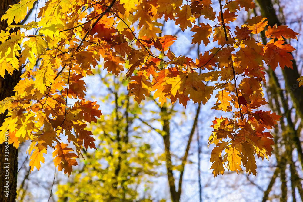 Bright Multicolored Oak Leaves on the Branches