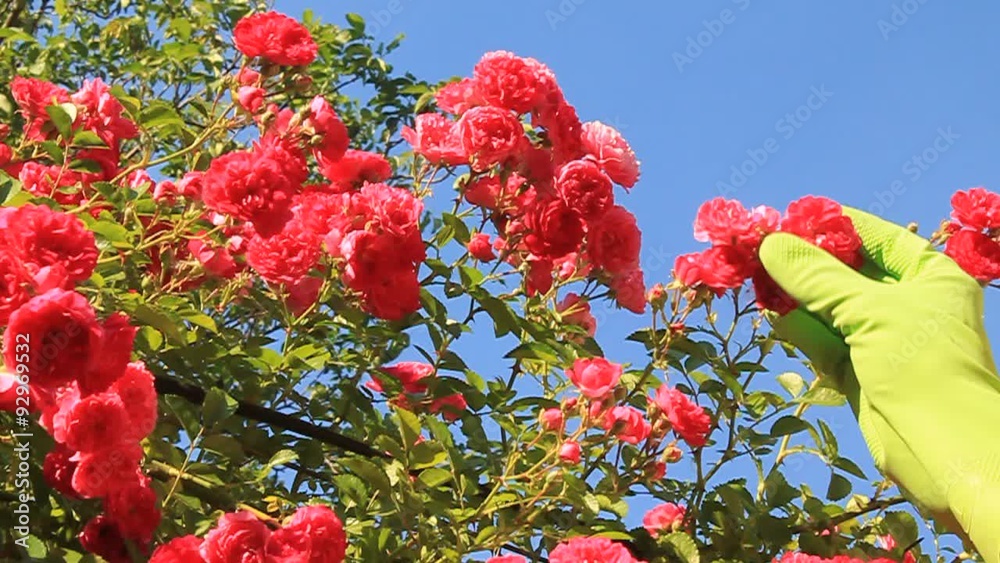 Rose bush