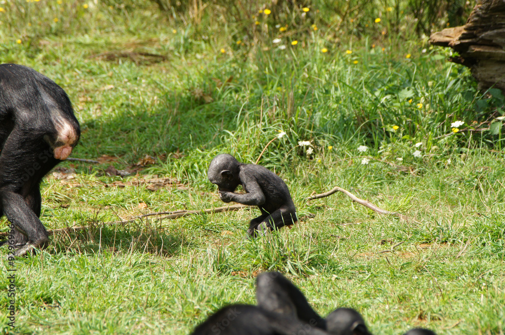 Obraz premium Bébé Bonobo dé-poilé par sa mère