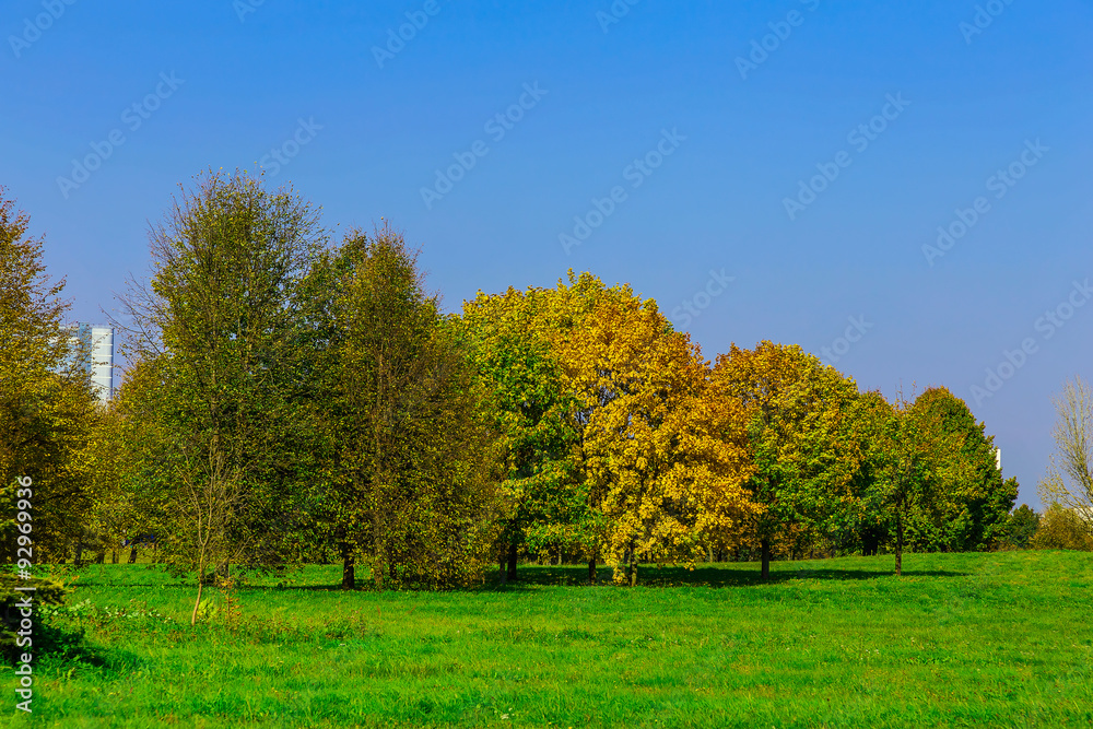 Naklejka premium Branchy Autumn Trees on Meadow
