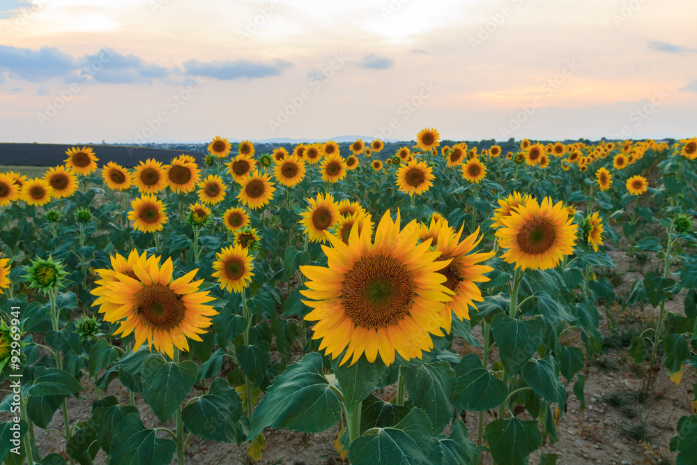 Fototapeta premium Sunflower field