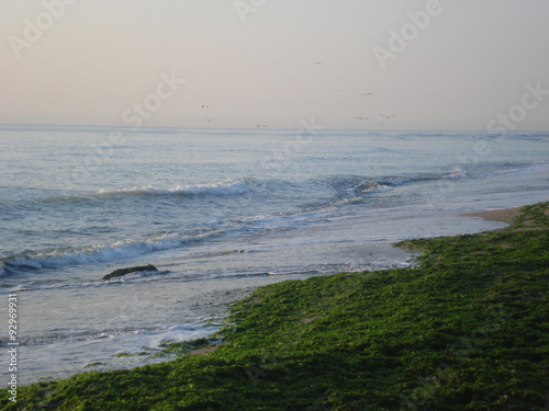 Lonely beach covered by fresh seaweeds in Vama Veche at the Black Sea in Romania photo