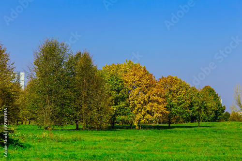 Branchy Autumn Trees on Meadow