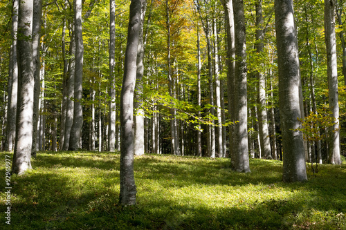 Herbstlicher Buchenwald