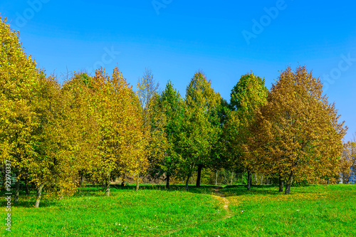 Autumn Scenery with Trees on Grass