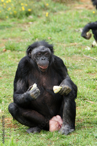 Bonobo femelle en train de manger © JC DRAPIER