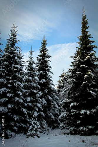 Beautiful Christmas tree in a forest with a blue sky