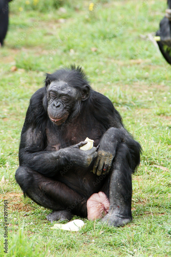 Vieille Bonobo femelle en train de manger Vieille Bonobo femelle en train de manger