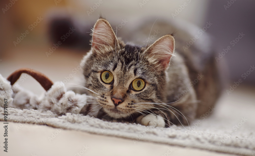 Portrait of a striped cat with yellow eyes Portrait of a striped cat with yellow eyes