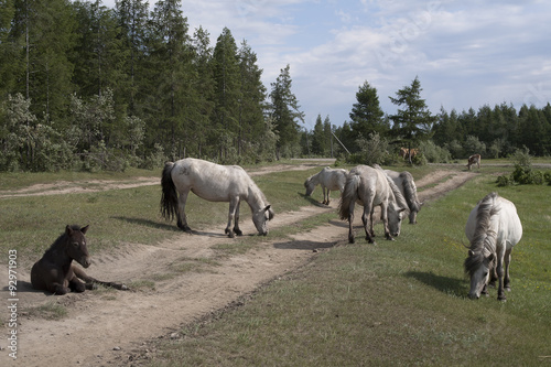 Yakutia. The surroundings of the village Honu. Yakut horses.