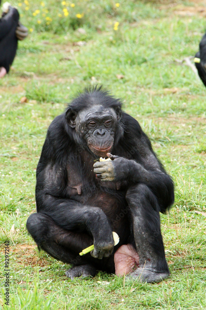 Bonobo femelle en train de manger Bonobo femelle en train de manger