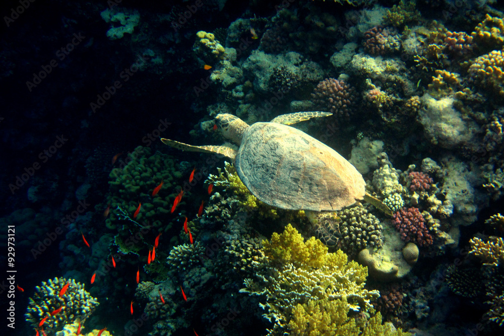 Fototapeta premium karettschildkroete schwimmt bei korallen
