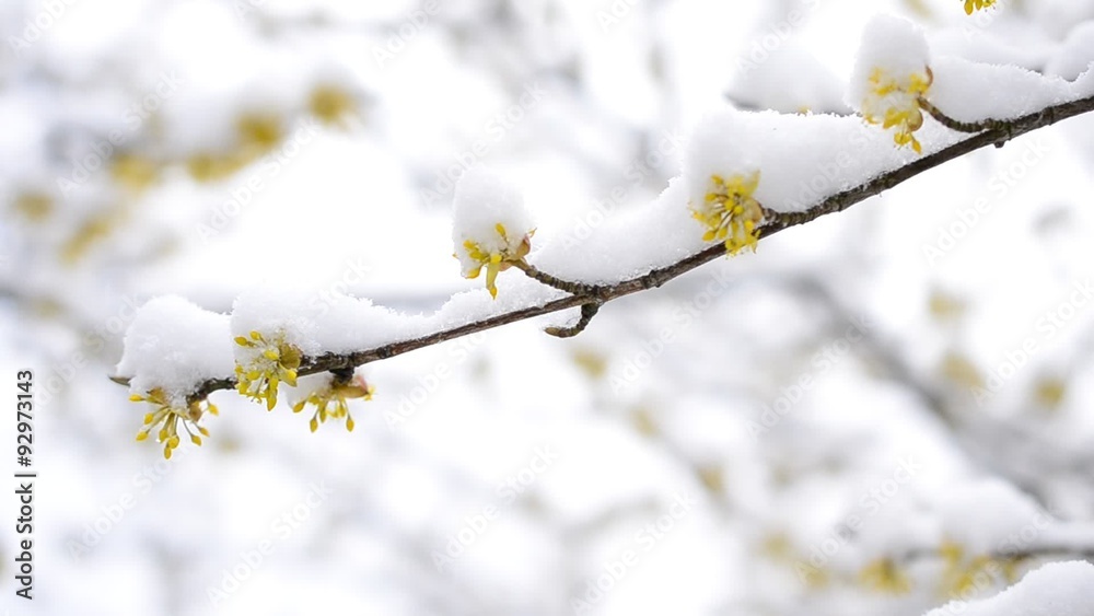 Snow falls on blossoming yellow Cornelian cherry twig Snow falls on blossoming yellow Cornelian cherry twig