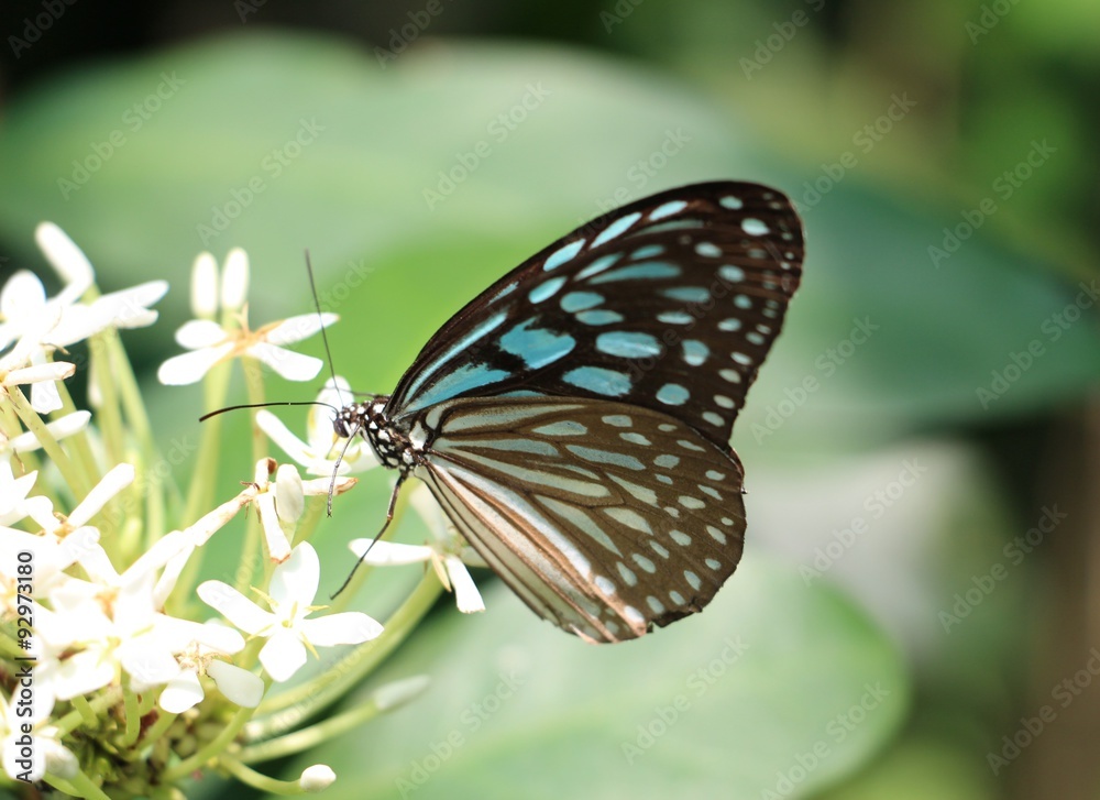 Butterfly sitting on a flower Butterfly sitting on a flower