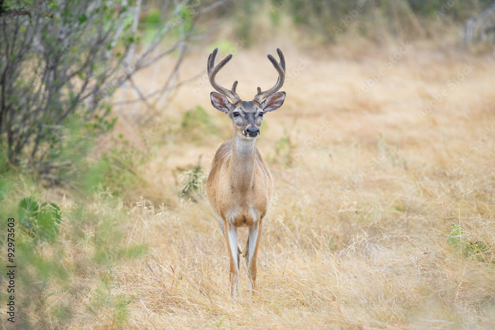 Fototapeta premium Whitetail Deer Buck