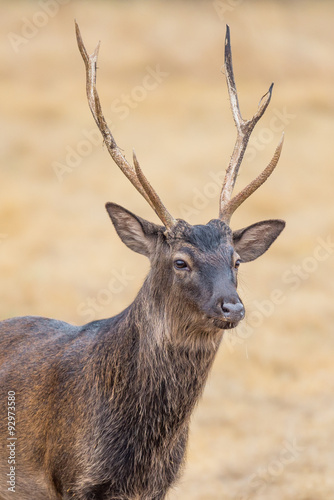Sika Deer close up