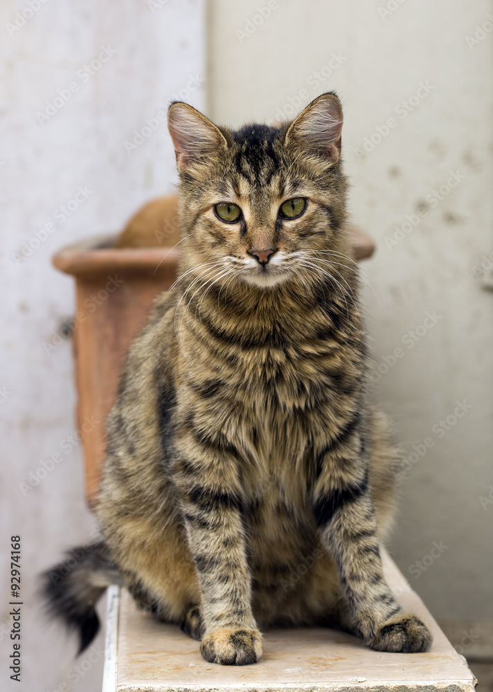 Kedi Kedi
