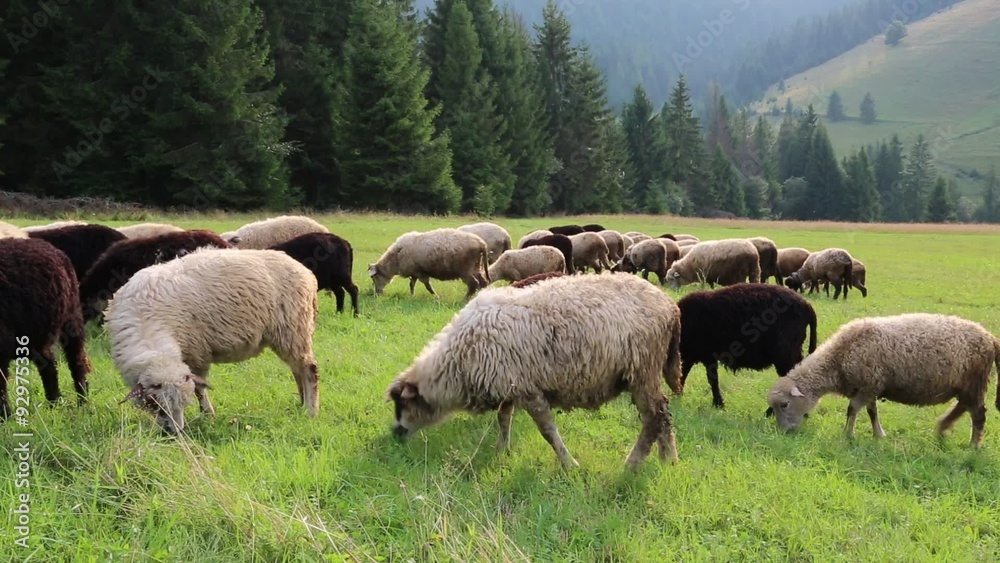 Flock of sheep on meadow in mountains Flock of sheep on meadow in mountains