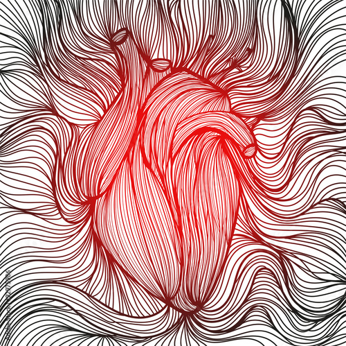 Human heart 2