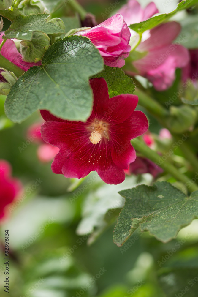 Fototapeta premium Red flowers