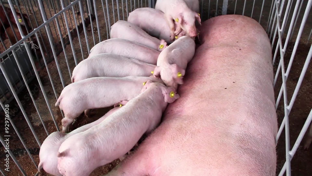 Pig farm Pig farm