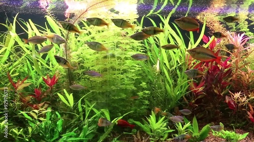 Aquarium fishes and water plants photo