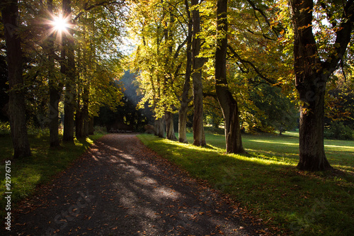 Fototapeta Naklejka Na Ścianę i Meble -  Licht im Herbstwald 