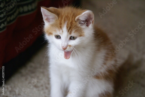 EIn Katzenbaby mit leicht geöffnetem Mund und rausgestreckter Zunge