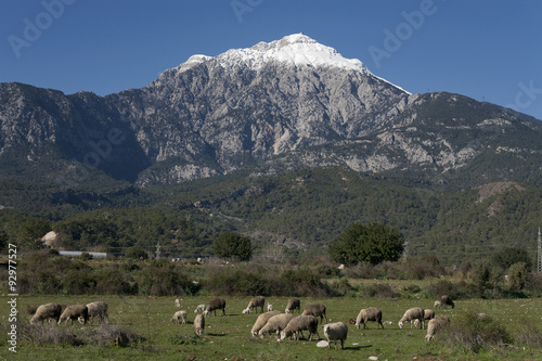 A flock of sheep at the foot of the mountain Tahtali. Turkey. © olenyok
