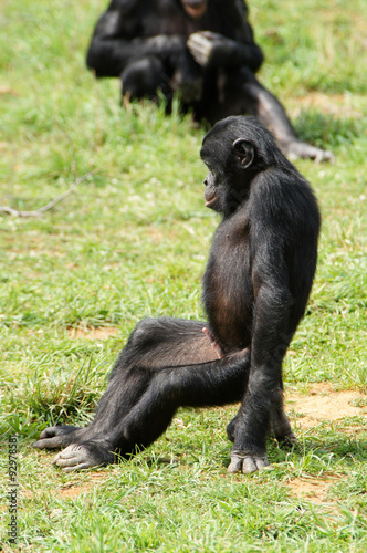 Bonobo mâle prêt à l'action © JC DRAPIER