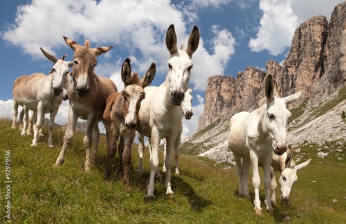 Fototapeta Naklejka Na Ścianę i Meble -  Group of Donkey on mountain in Italien Dolomites