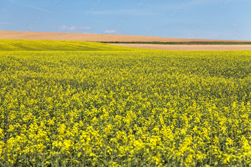 field of rapeseed with blue sky