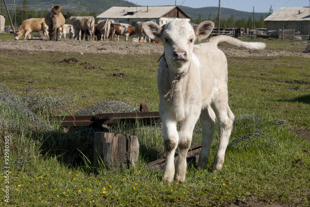 Obraz premium Surprised calf. The Yakut village of Oymyakon.