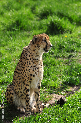 Hungry Cheetah looking for food in grasslands photo