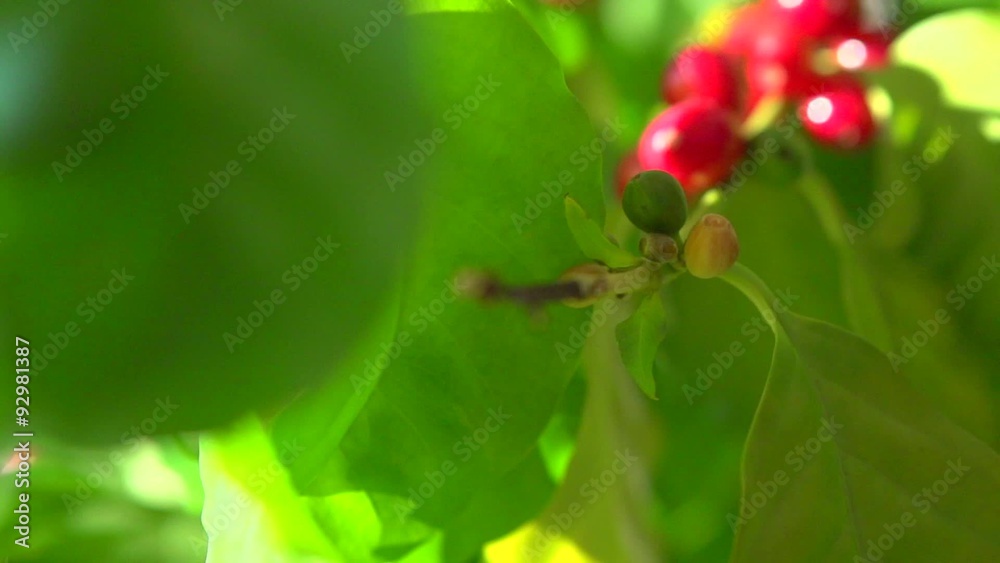 Red coffee beans hanging on a branch of coffee tree Red coffee beans hanging on a branch of coffee tree