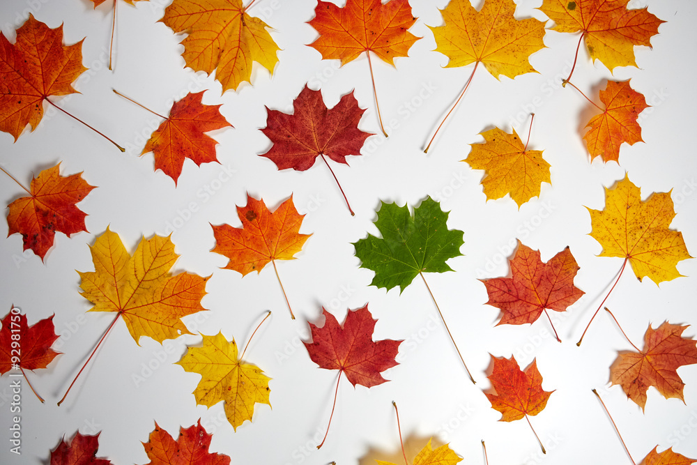 Maple leaves on a table Maple leaves on a table