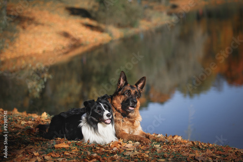 Fototapeta Naklejka Na Ścianę i Meble -  Dog breed Border Collie and German Shepherd walking in autumn park