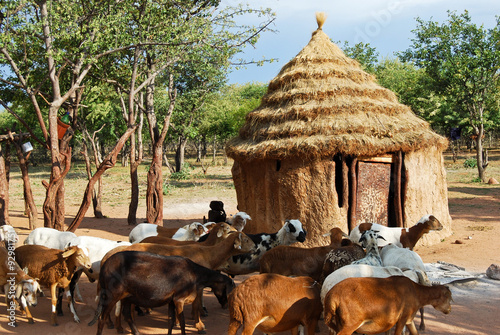Himba village with traditional african hut and goats near Etosha National Park in Namibia, Africa