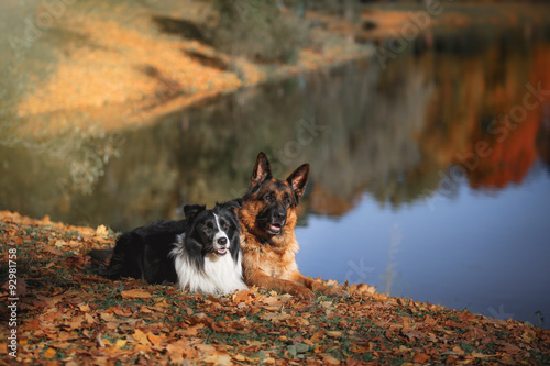 Fototapeta Naklejka Na Ścianę i Meble -  Dog breed Border Collie and German Shepherd walking in autumn park